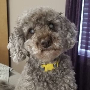 Meet your Posher, Missi